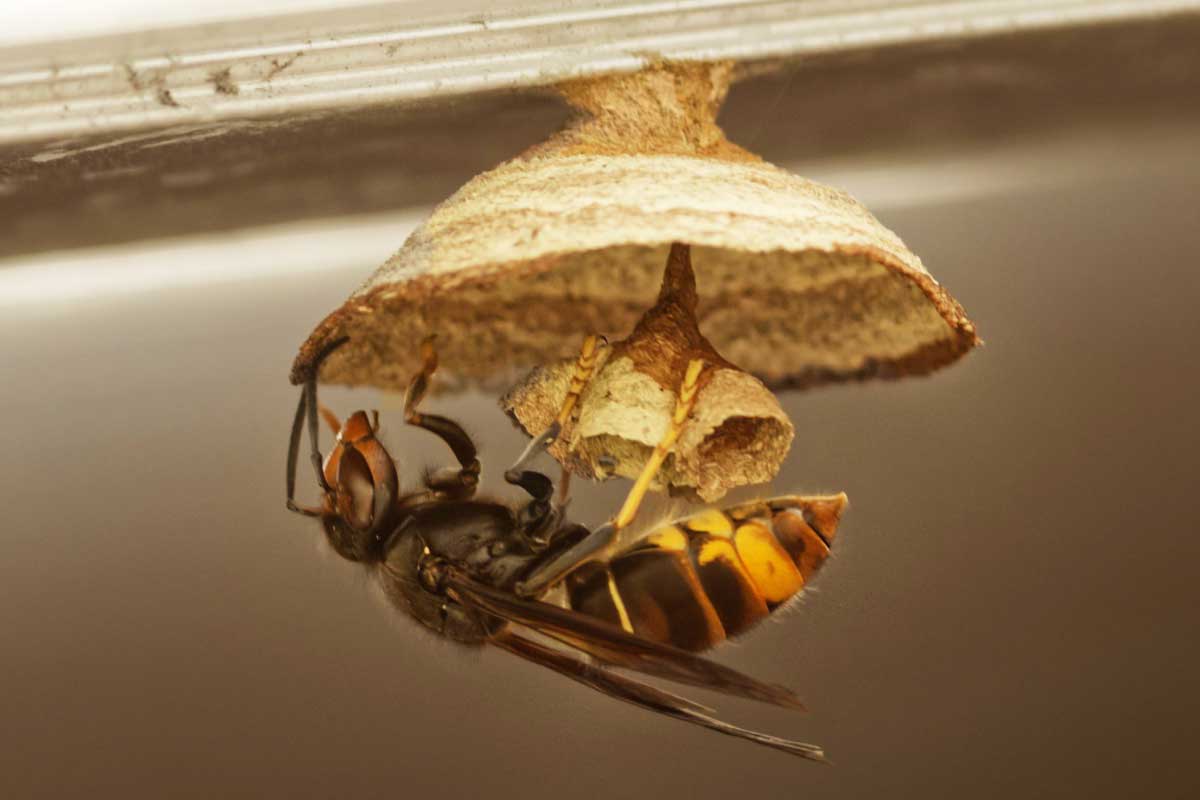 Une reine construit un nid primaire.