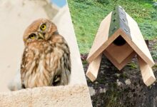 Une chouette cheveche d'Athéna et un nichoir fabriqué par Colocaterre.