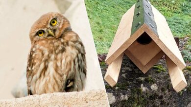 Une chouette cheveche d'Athéna et un nichoir fabriqué par Colocaterre.