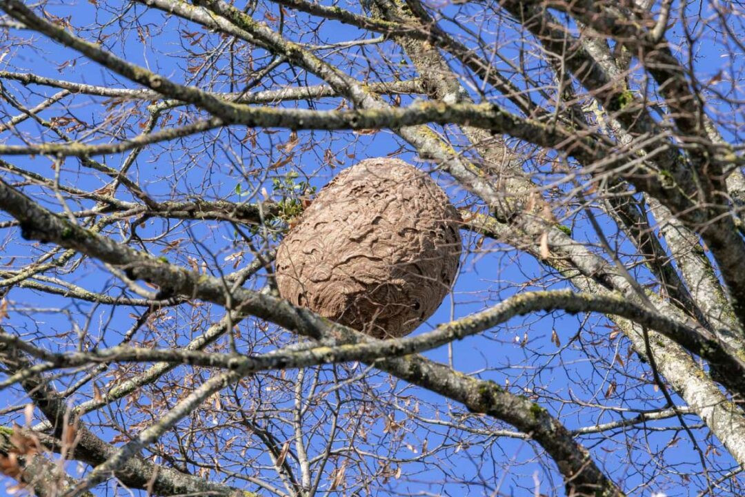 Un nid de frelons asiatiques dans un arbre.