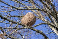 Un nid de frelons asiatiques dans un arbre.