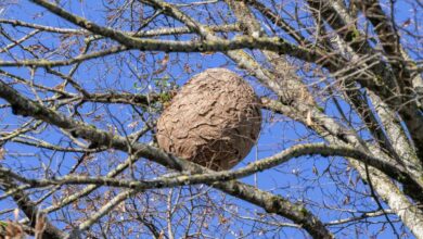 Un nid de frelons asiatiques dans un arbre.