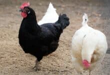 Une poule noire et une blanche.