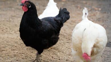 Une poule noire et une blanche.