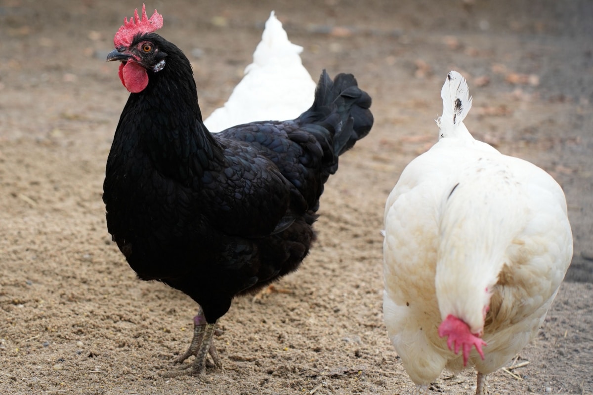 Une poule noire et une blanche.
