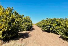 Une plantation au milieu d'une zone aride.