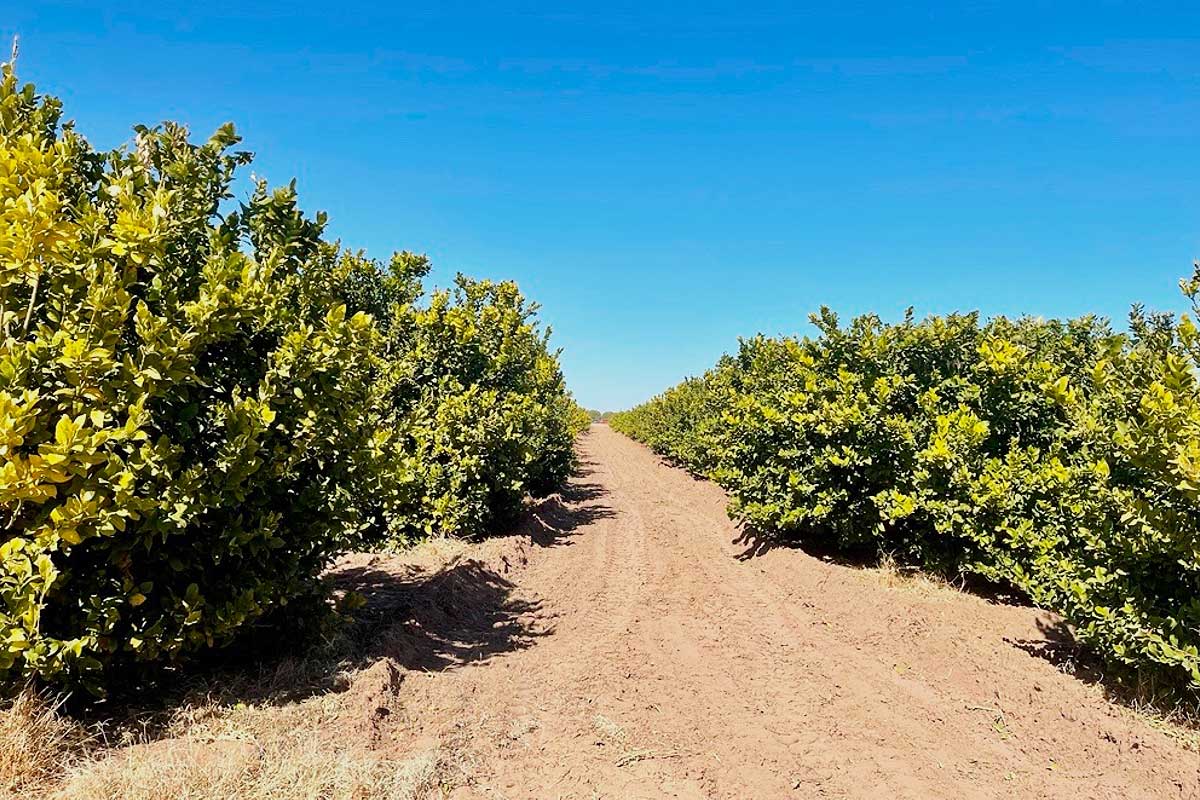 Une plantation au milieu d'une zone aride.