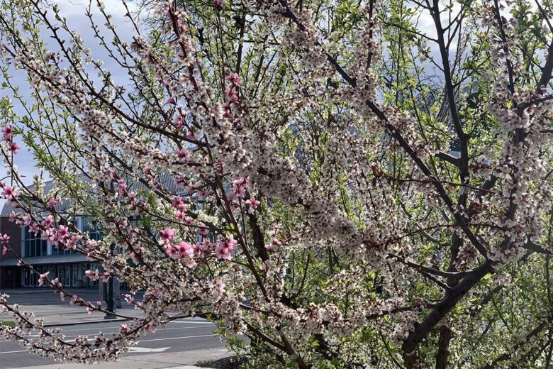 Un arbre aux colorations multiples lors de la floraison.