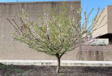 Un arbre doté de différentes variétés de fruits.