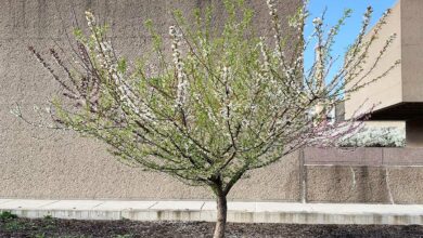 Un arbre doté de différentes variétés de fruits.