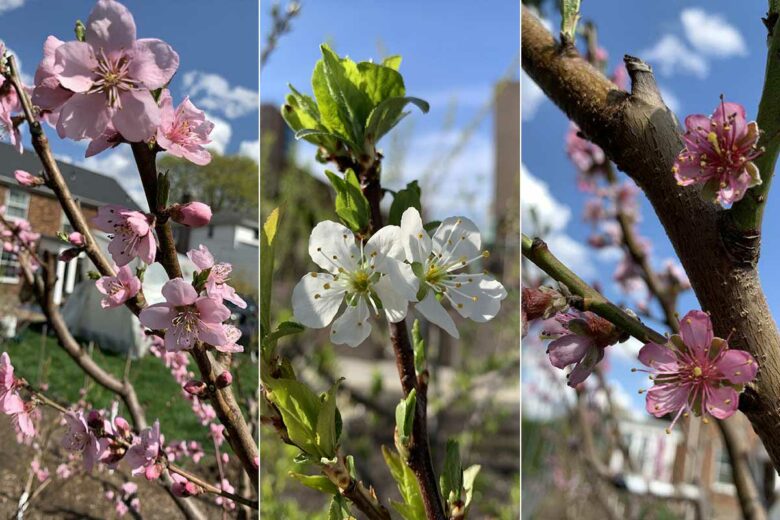 Un arbre avec des fleurs de différentes couleurs.
