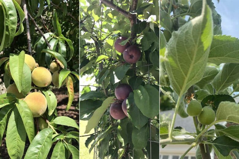 Quelques variétés de fruits.