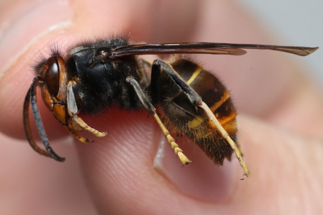 Un frelon asiatique tenu entre les doigts.