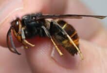 Un frelon asiatique tenu entre les doigts.