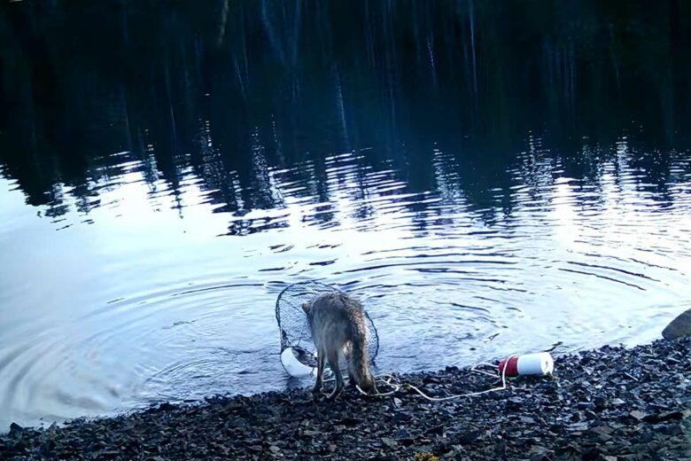 Des loups ont été observés entrain de relever des nasses à crabes. Crédit photo - Kyle A Artelle/Ecology and Evolution (2025) CC BY 4.0