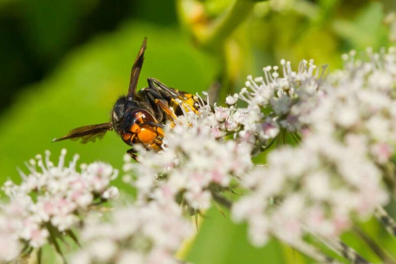 Un frelon asiatique dans une fleur.