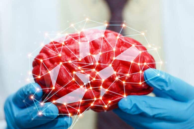 Un cerveau humain médical.