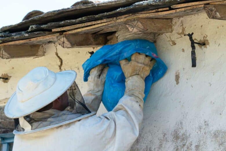 Un professionnel retire un nid de frelons après son intervention.