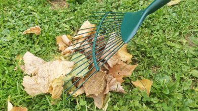 Une personne regroupe ses feuilles mortes.