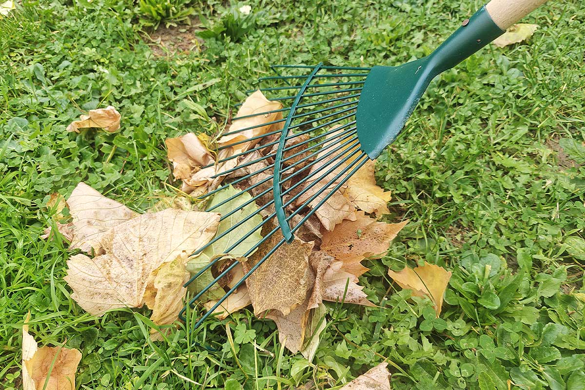 Une personne regroupe ses feuilles mortes.