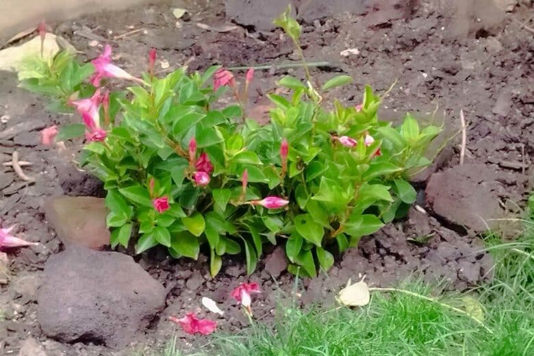 Des fleurs récupérées dans la benne d'un cimetière et replantées.