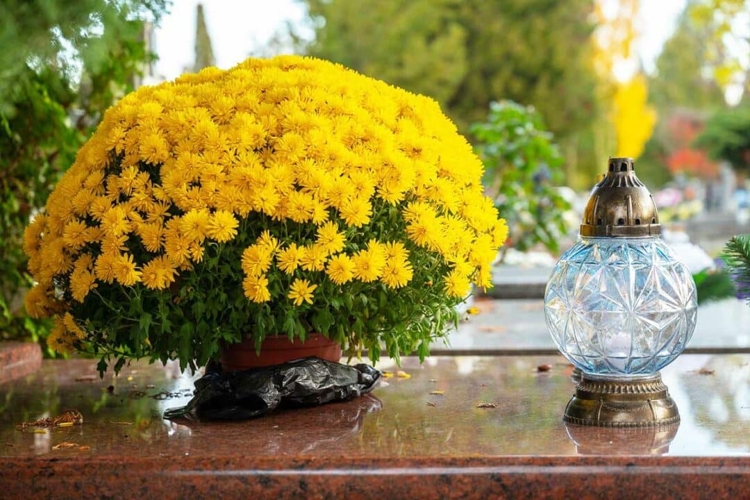 Un chrysanthème jaune sur une tombe.