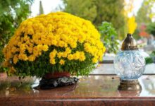 Un chrysanthème jaune sur une tombe.