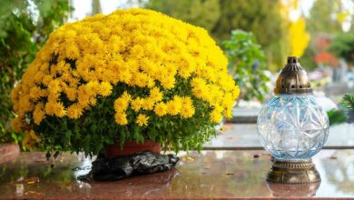 Un chrysanthème jaune sur une tombe.