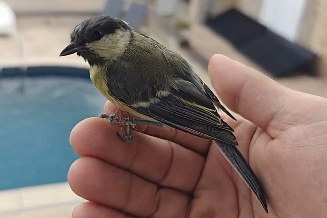 Un oiseau posé sur la main.