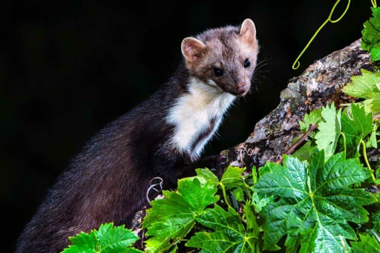 Une martre sur une branche.