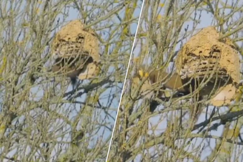 Captures vidéo d'une martre s'attaquant à un nid de frelons asiatiques abandonné.