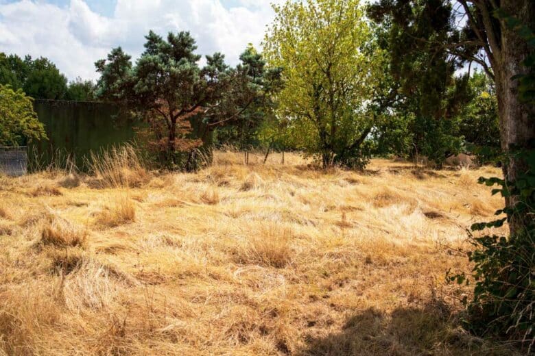 Un champ cramé par le soleil.