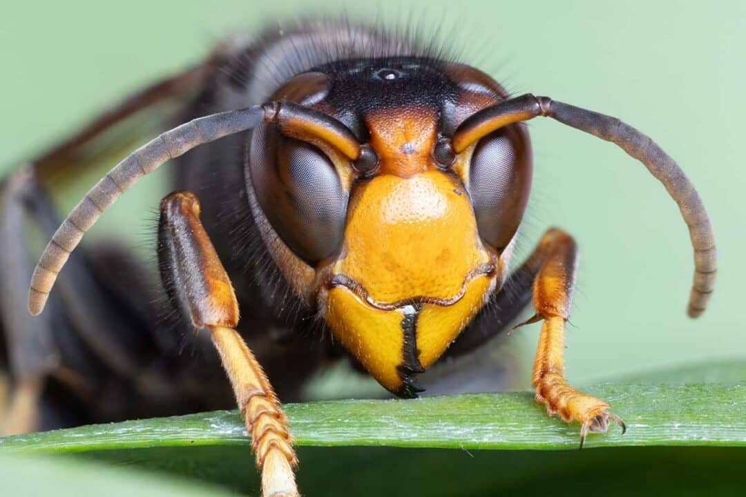 La martre chasse le frelon asiatique