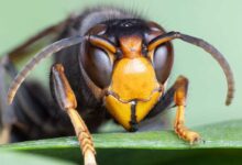 La martre chasse le frelon asiatique