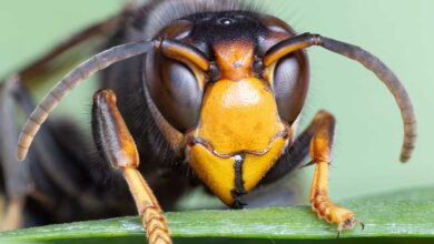 La martre chasse le frelon asiatique
