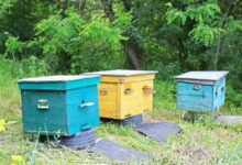 Des ruches dans un champ.