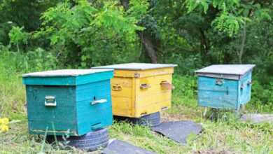 Des ruches dans un champ.