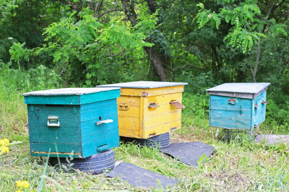 Des ruches dans un champ.