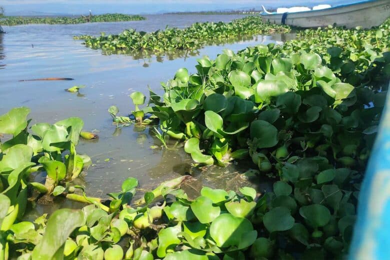 Des jacinthes d'eau.