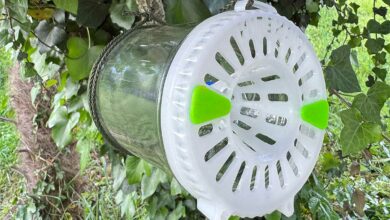 Un piège à frelon doté de la technologie UV.