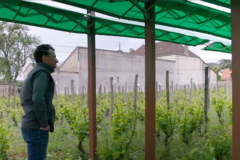 Un viticulteur inspecte son système Canopée.
