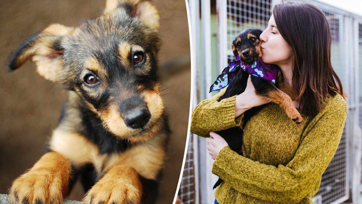 Chien De Petite Taille à Adopter Gratuitement Près De Vence Que faut-il savoir avant d'adopter un chien (mâle, femelle, race) ? -  NeozOne