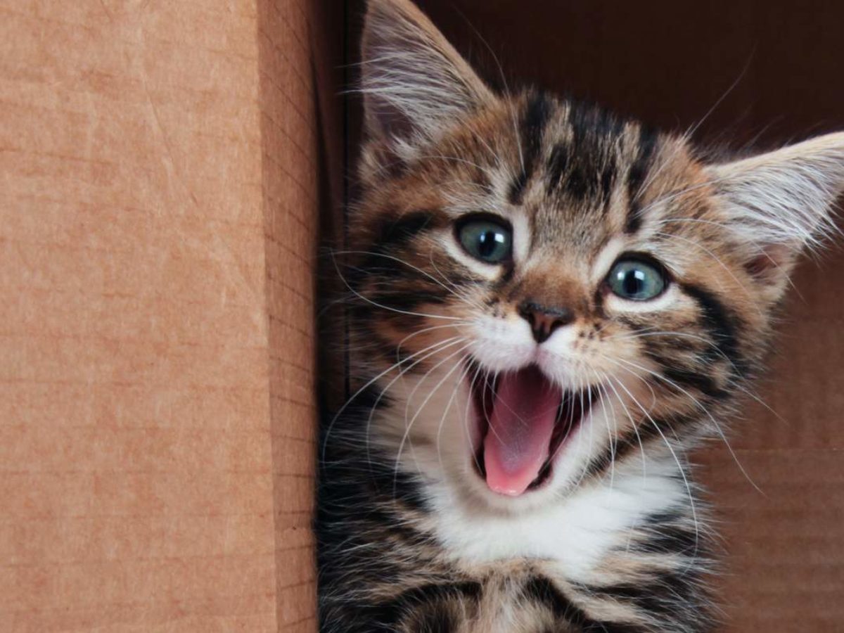 La Science Le Confirme Regarder Des Videos Avec Des Animaux Mignons Reduit Fortement Le Stress Neozone La Science Le Confirme Regarder Des Videos Avec Des Animaux Mignons Reduit Fortement Le Stress Neozone
