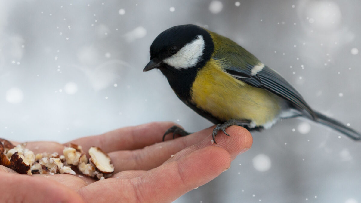 Vidéo : conseils pour nourrir les oiseaux en hiver