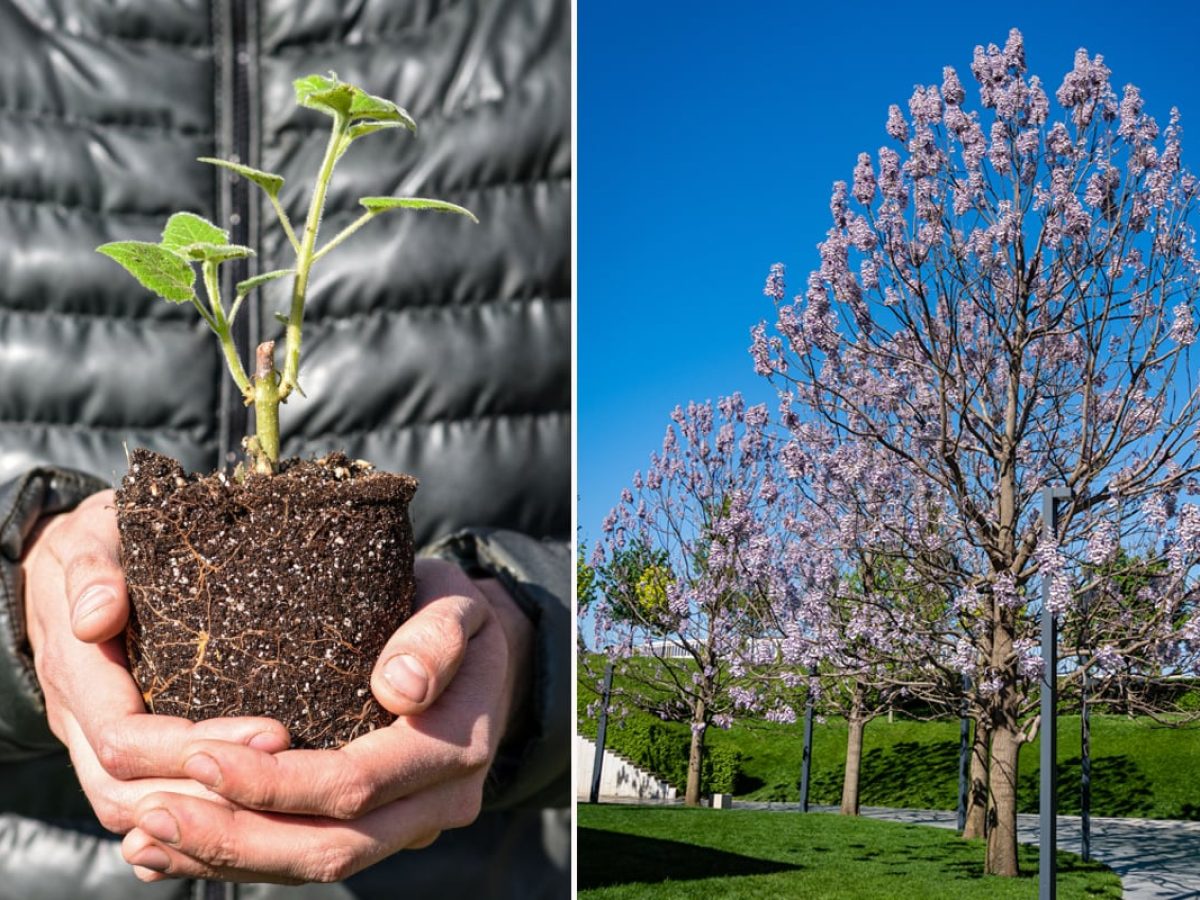 Paulownia : un arbre aux capacités extraordinaires qui pousse en 36 mois et  qui absorbe 10 fois plus de CO₂ - NeozOne