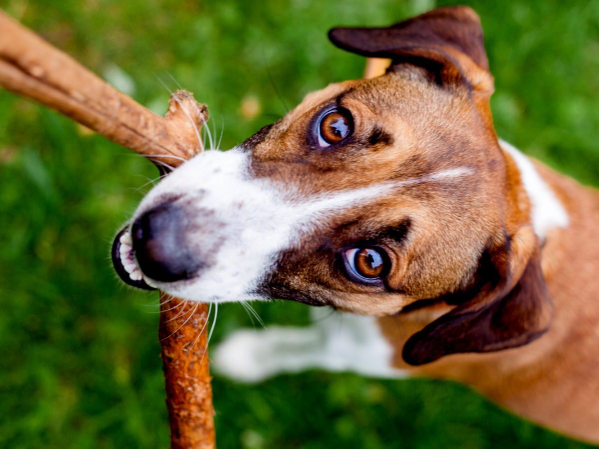 La balle de tennis, un danger pour le chien ? 