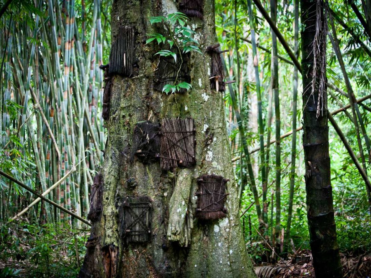 En Indonesie La Tribu Toraja Enterre Leurs Bebes Morts Dans Le Tronc D Un Arbre Neozone En Indonesie La Tribu Toraja Enterre Leurs Bebes Morts Dans Le Tronc D Un Arbre Neozone