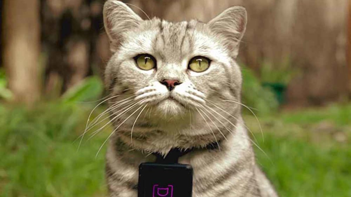 Chat Qui Pete Quand Il Est Content Votre chat pète littéralement les plombs chaque soir ? On vous explique  pourquoi ! - NeozOne