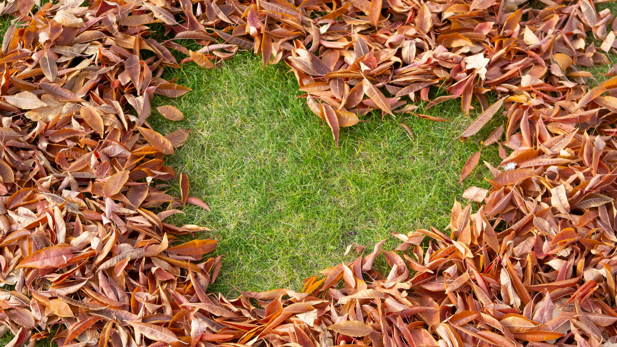 Réutiliser les feuilles mortes : 7 conseils et astuces à suivre