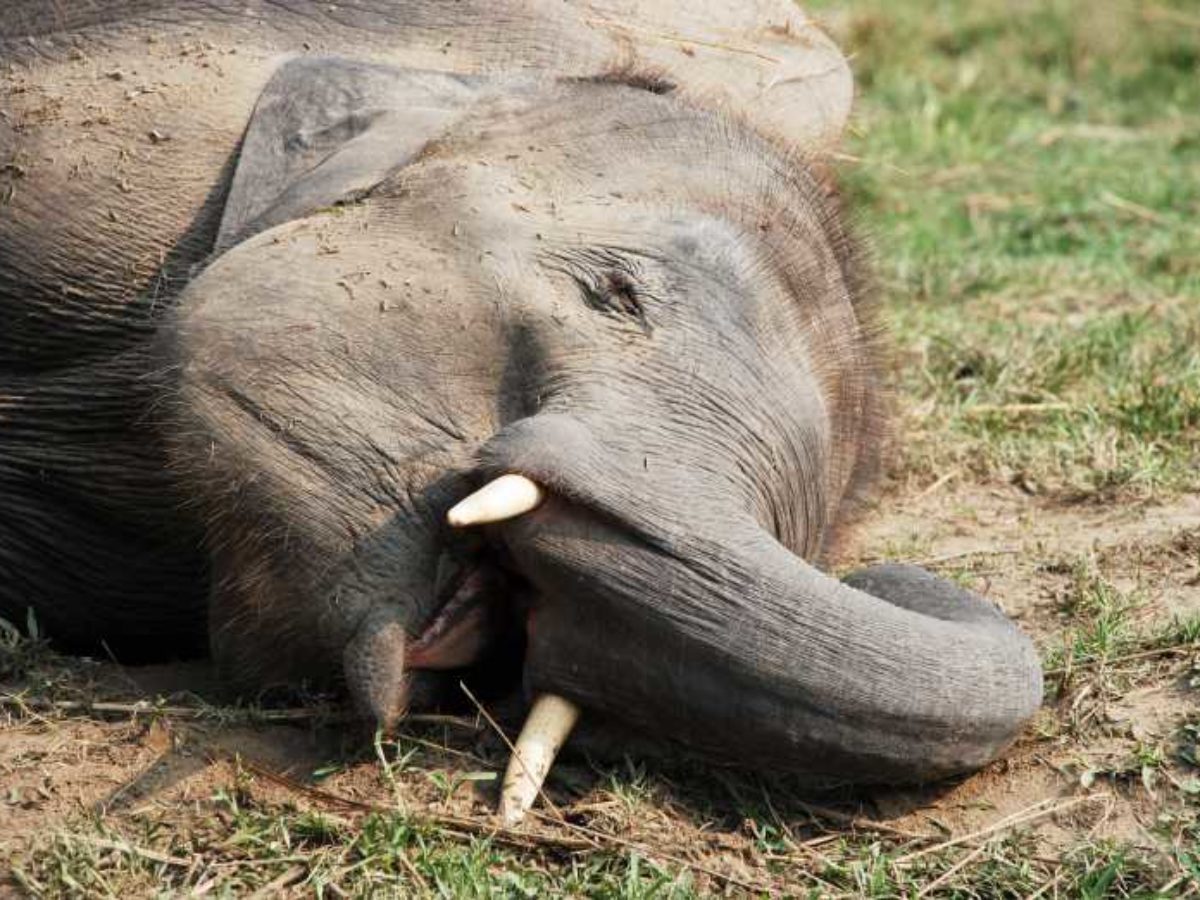 Chaise Installee Sur Un Elephant En Asie Chine : un troupeau d'éléphants a bu toutes les réserves de vin d'un  village et s'est endormi complètement ivre dans les plantations de thé... -  NeozOne